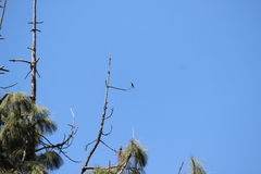 Stelgidopteryx serripennis