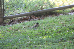 Junco hyemalis