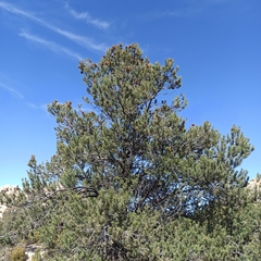 Pinus monophylla