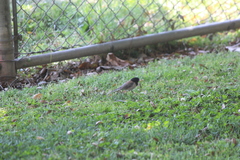 Junco hyemalis