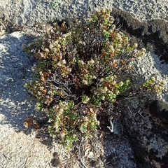 Ericameria cuneata