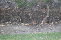 Turdus migratorius