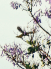 Myiopsitta monachus