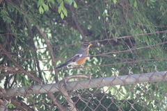Turdus migratorius