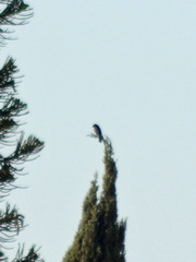 Aphelocoma woodhouseii