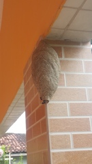 Parachartergus fraternus