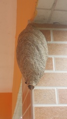 Parachartergus fraternus