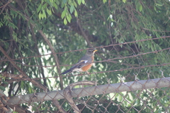 Turdus migratorius
