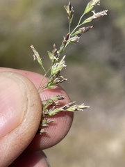 Poa secunda secunda