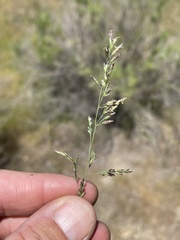 Poa secunda secunda