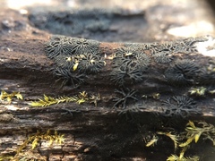 Glonium stellatum