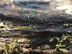 Glonium stellatum