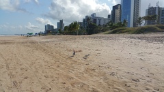 Columba livia domestica