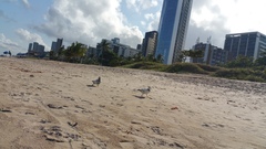 Columba livia domestica