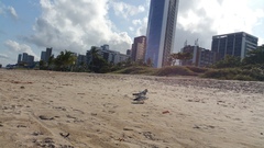 Columba livia domestica