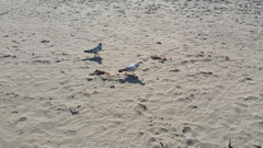 Columba livia domestica