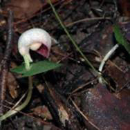 Corybas barbarae