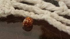 Neocalvia cayennensis