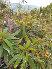 Rhytidophyllum bicolor