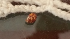 Neocalvia cayennensis