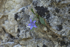 Campanula lehmanniana