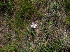 Calochortus umbellatus