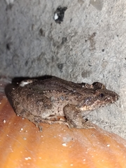 Leptodactylus colombiensis