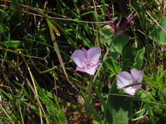 Calochortus uniflorus