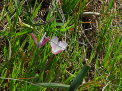 Calochortus umbellatus