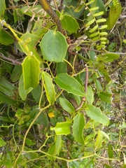 Smilax havanensis