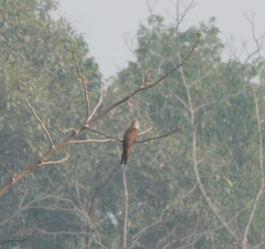 Cacomantis sonneratii