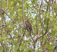 Cacomantis sonneratii