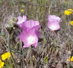 Sidalcea hartwegii