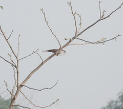 Cacomantis sonneratii