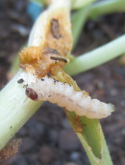 Eichlinia cucurbitae