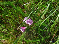 Calochortus umbellatus