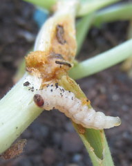 Eichlinia cucurbitae