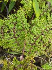 Odontosoria aculeata