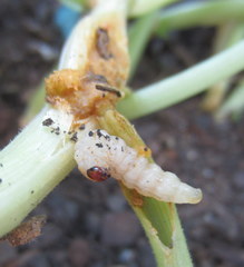 Eichlinia cucurbitae