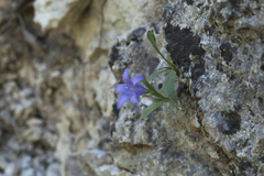 Campanula lehmanniana