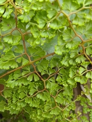 Odontosoria aculeata