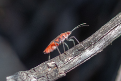 Leptocoris mitellatus