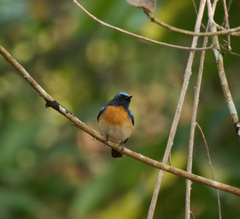 Cyornis rubeculoides