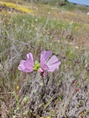 Sidalcea hartwegii