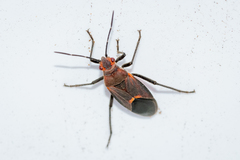 Leptocoris mitellatus