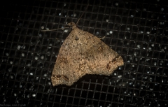 Lithilaria ossicolor
