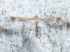 Dejongia californicus