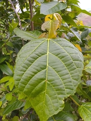 Alchornea latifolia