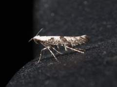 Argyresthia austerella