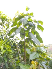 Alchornea latifolia